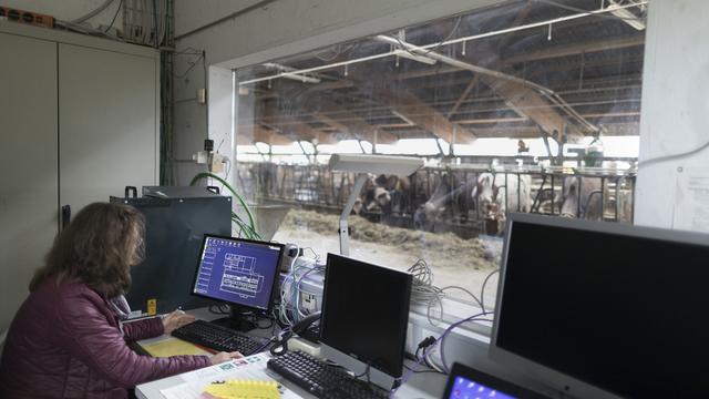 L'agriculture doit à l'avenir utiliser moins de ressources. Ici en Thurgovie, les employés effectuent des recherches sur la production numérique de lait. Les étiquettes à l'oreille des vaches fournissent des informations sur les comportements de mastication des animaux ainsi que sur leur santé. [Keystone - Gaetan Bally]