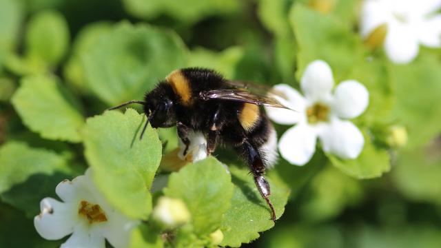 Les bourdons mâchouillent les feuilles des plantes pour accélérer la floraison et accéder au nectar plus rapidement. [Depositphotos - michael14mei2@live.nl]