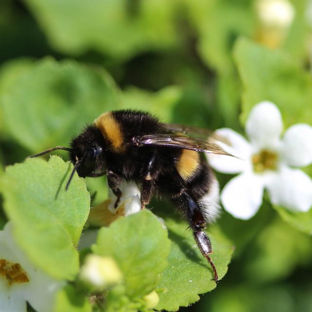 Les bourdons mâchouillent les feuilles des plantes pour accélérer la floraison et accéder au nectar plus rapidement. [Depositphotos - michael14mei2@live.nl]