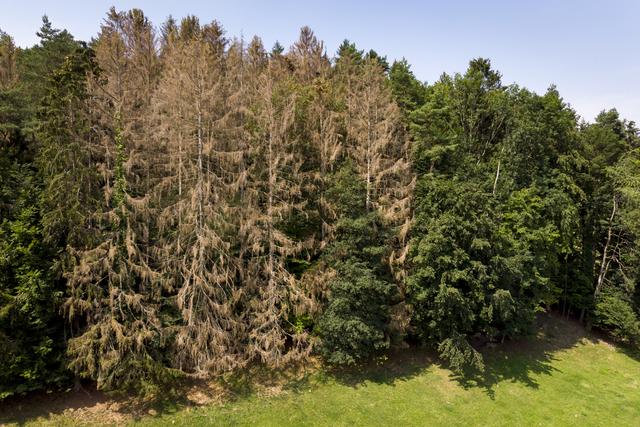 Un arbre attaqué par le bostryche peut dépérir en deux à trois semaines. [Keystone - Laurent Gillieron]