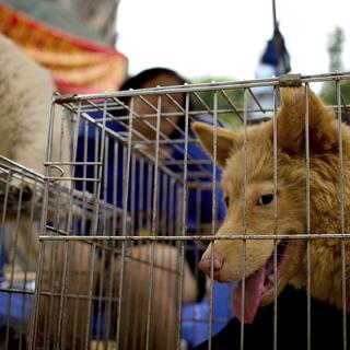 Le commerce de viande de chien en Chine est désormais interdit. [AP/Keystone - Andy Wong]