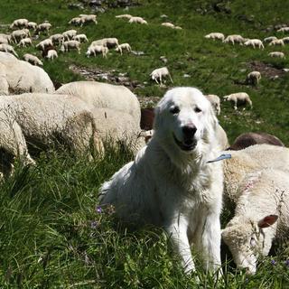 Un chien Maremmana des Abruzzes protège un troupeau de moutons contre le loup, en montagne. (image d'illustration) [Keystone - Jean-Christophe Bott]