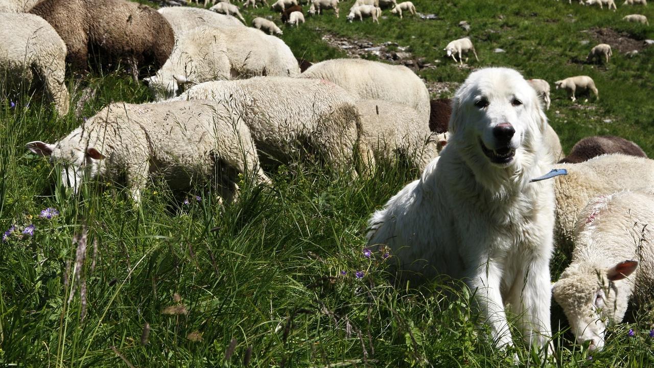 Un chien Maremmana des Abruzzes protège un troupeau de moutons contre le loup, en montagne. (image d'illustration) [Keystone - Jean-Christophe Bott]