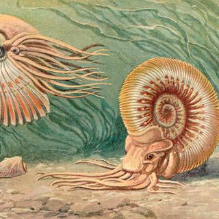 Reconstitution d'une ammonite. [DP - Reconstitution d'une ammonite par Heinrich Harder.]