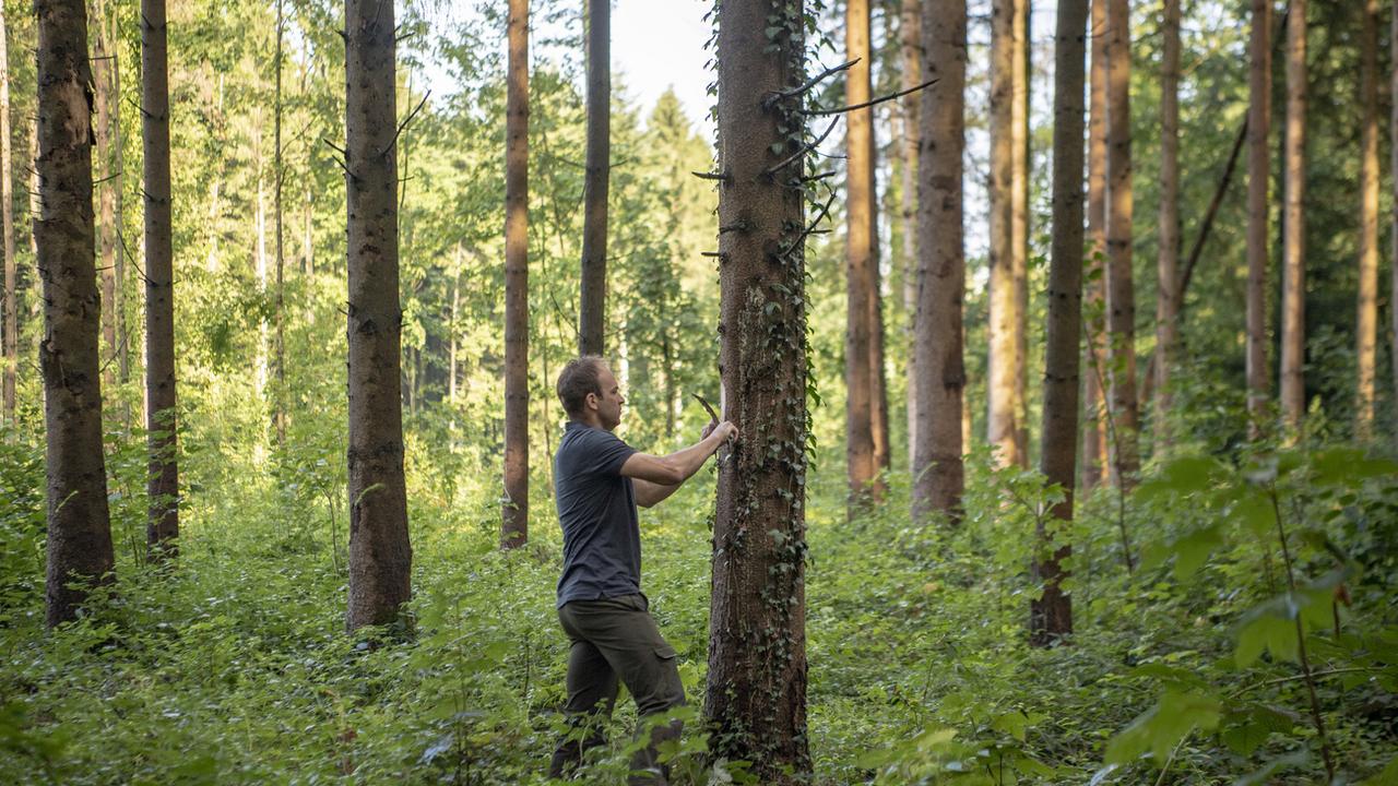 Un forestier inspecte une forêt touchée par le bostryche typographe dans le canton de Lucerne. [Keystone - Urs Flueeler]