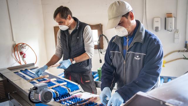 Des ouvriers d'un producteur d'asperges valaisans au travail. [Keystone - Jean-Christophe Bott]