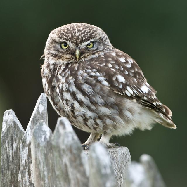 BirdLife élit la chevêche d'Athéna oiseau de l'année 2021. [AFP - Leemage]