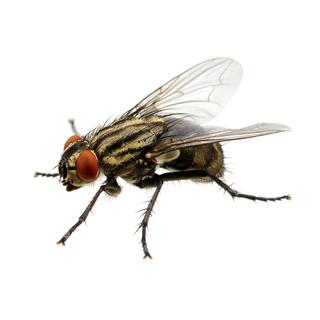 Des scientifiques ont découvert que les mouches vrillaient le corps avant la tête au moment du décollage. [Depositphotos - Ale-ks]