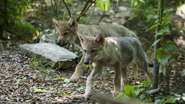 Deux louveteaux photographiés dans le parc animalier de la Garenne, dans le canton de Vaud, le 13 juin 2013. [Keystone - Jean-Christophe Bott]