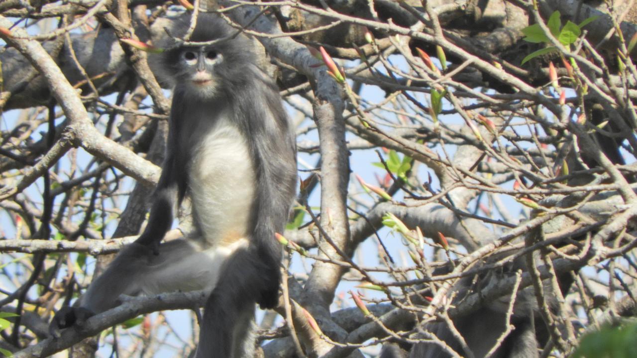 Une nouvelle espèce de singe, forte de quelques centaines de spécimens seulement, a été découverte en Birmanie. Le petit primate a été baptisé Popa langur. [DPZ - Thaung Win]