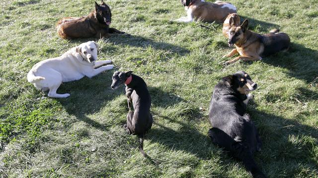 Des chiens en attente de dressage. [Keystone - Olivier Maire]