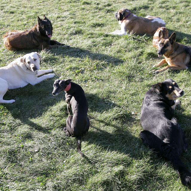 Des chiens en attente de dressage. [Keystone - Olivier Maire]