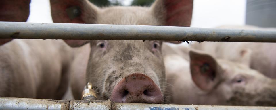 Les sénateurs disent non aux caméras de surveillance dans les abattoirs. [Keystone - Melanie Duchene]