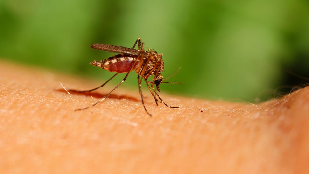 Les moustiques transmettent de nombreuses maladies. [Depositphotos - dabjola]