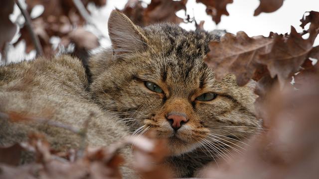 Le chat sauvage d’Europe (Felis silvestris) ou chat des forêts.
IMG avec CP Unige
Quilodran, Claudio
Unige [Unige - Quilodran, Claudio]