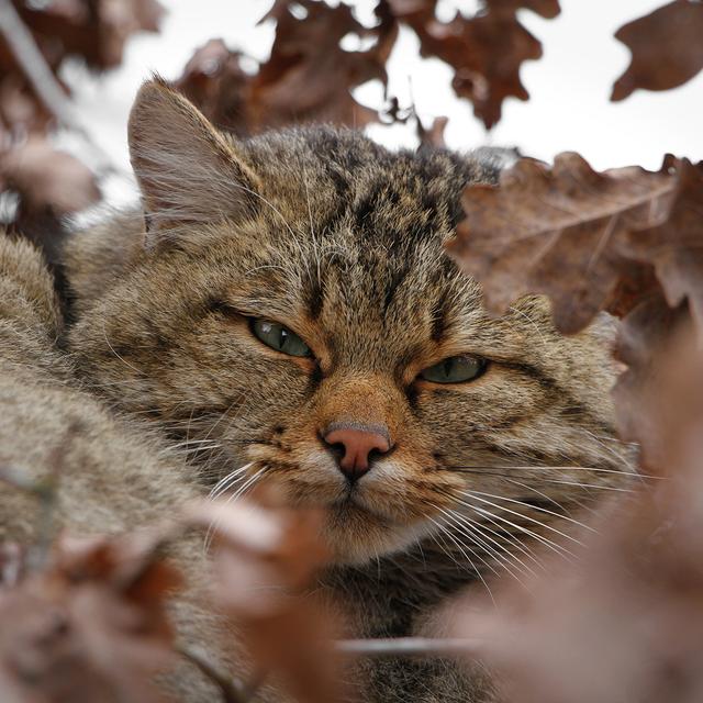 Le chat sauvage d’Europe (Felis silvestris) ou chat des forêts.
IMG avec CP Unige
Quilodran, Claudio
Unige [Unige - Quilodran, Claudio]
