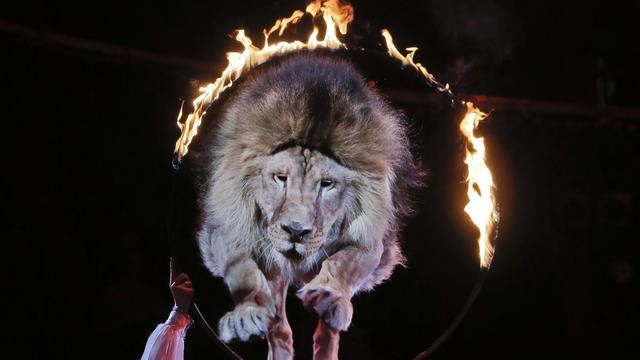 Un lion saute à travers un cerceau en feu dans un cirque à Kiev enUkraine, le 27 juin 2013. (image d'illustration). [Keystone - Efrem Lukatsky]
