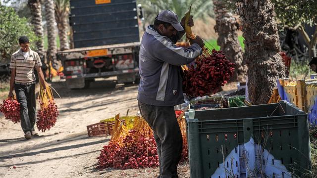 L'agriculture à Gaza est gravement exposée aux ravages de la guerre. [EPA/Keystone - Mohammed Saber]