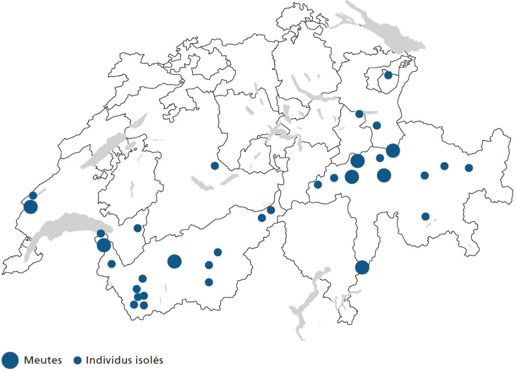 Depuis 2012, 8 meutes se sont formées dans 5 cantons. [Sources: OFEV; cantons (données); LBC (analyses génétiques); fondation KORA (données et carte)]