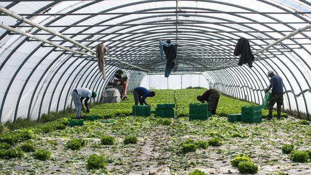 Avec la pandémie, les agriculteurs ne sont pas certains de pouvoir vendre leurs produits. [Ti-Press/Keystone - Alessandro Crinari]