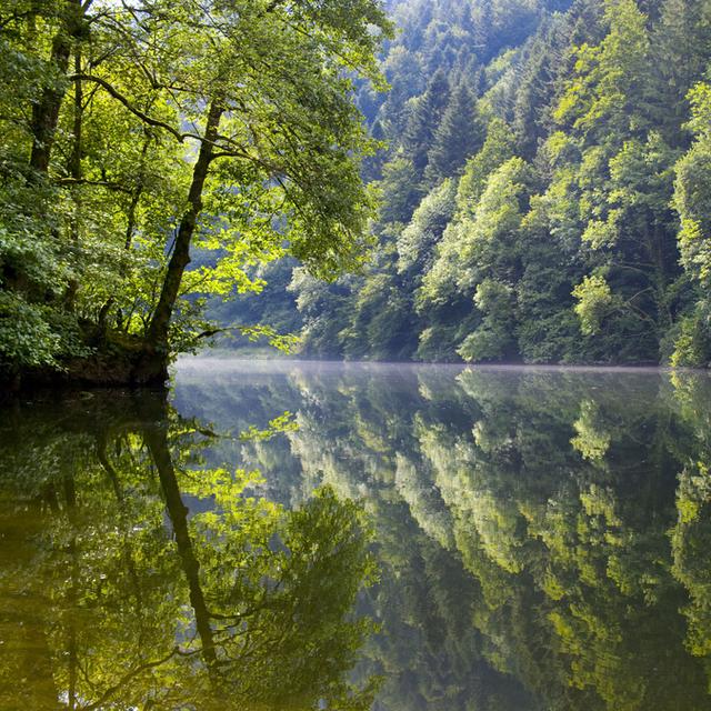 Surmortalité des poissons, prolifération d'algues, le Doubs est malade. [Martin Ruetschi]