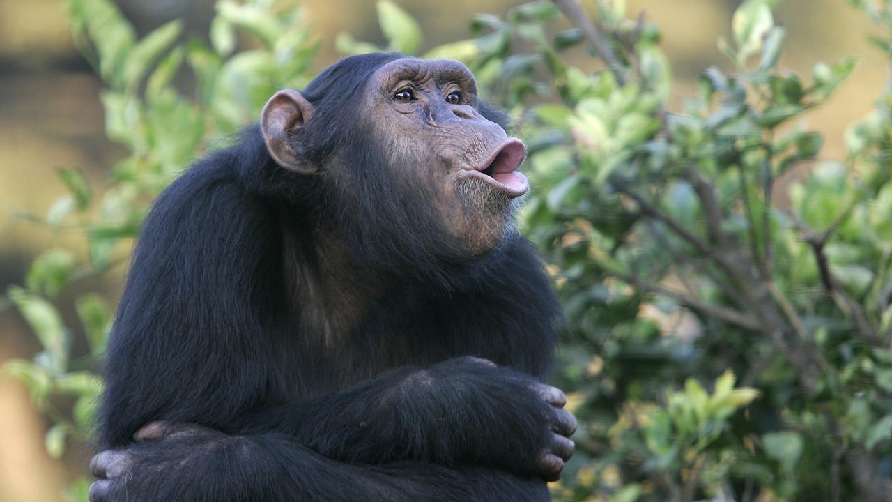 Les chercheurs ont étudié les capacités de plusieurs espèces de primates, dont les chimpanzés. [Fotolis - Ixaterra]