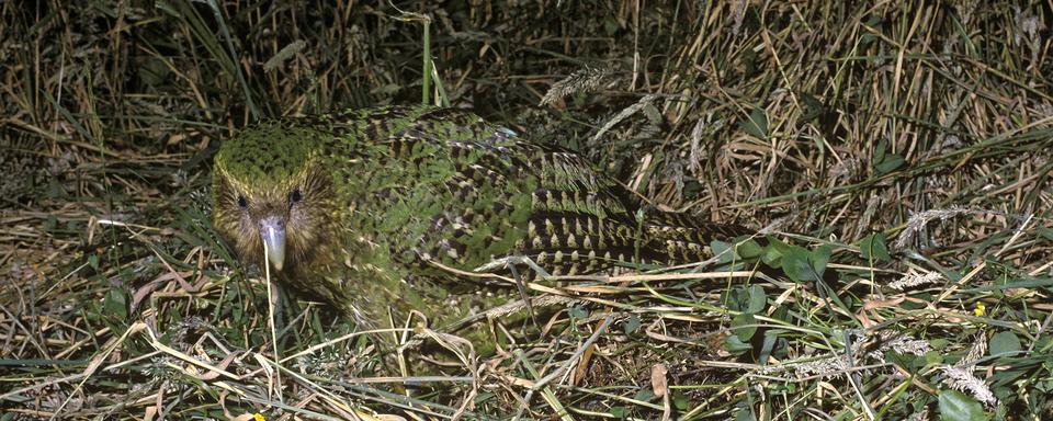 Un kakapo, perroquet emblématique de la Nouvelle-Zélande. [AFP - Gerald Cubitt/Biosphoto]