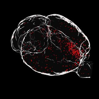 Représentation 3D d’un cerveau infecté par Toxoplasma gondii (en rouge) et imagé par microscopie à nappe de lumière (Light Sheet Fluorescence Microscopy).
Dominique Soldati-Favre
Unige [Unige - Dominique Soldati-Favre]