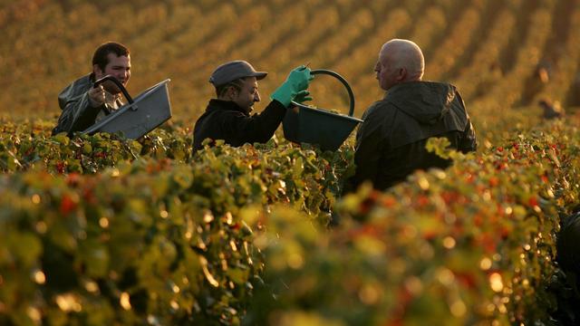 La moitié des vignobles menacés par un réchauffement de 2 degrés. [Keystone - EPA/HELEM / ASA-PICTURES]