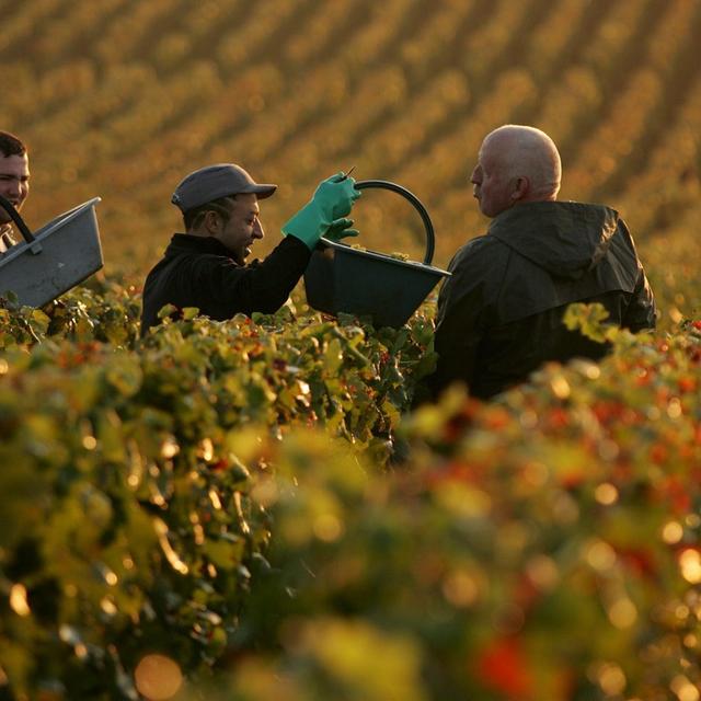 La moitié des vignobles menacés par un réchauffement de 2 degrés. [Keystone - EPA/HELEM / ASA-PICTURES]