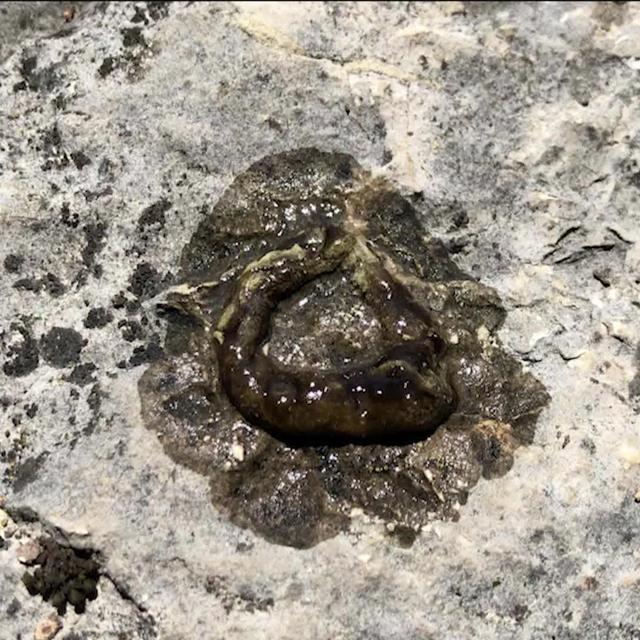 Plusieurs chiens sont morts au bord du lac de Neuchâtel à cause des cyanobactéries, appelées aussi les «algues bleues». [RTS]