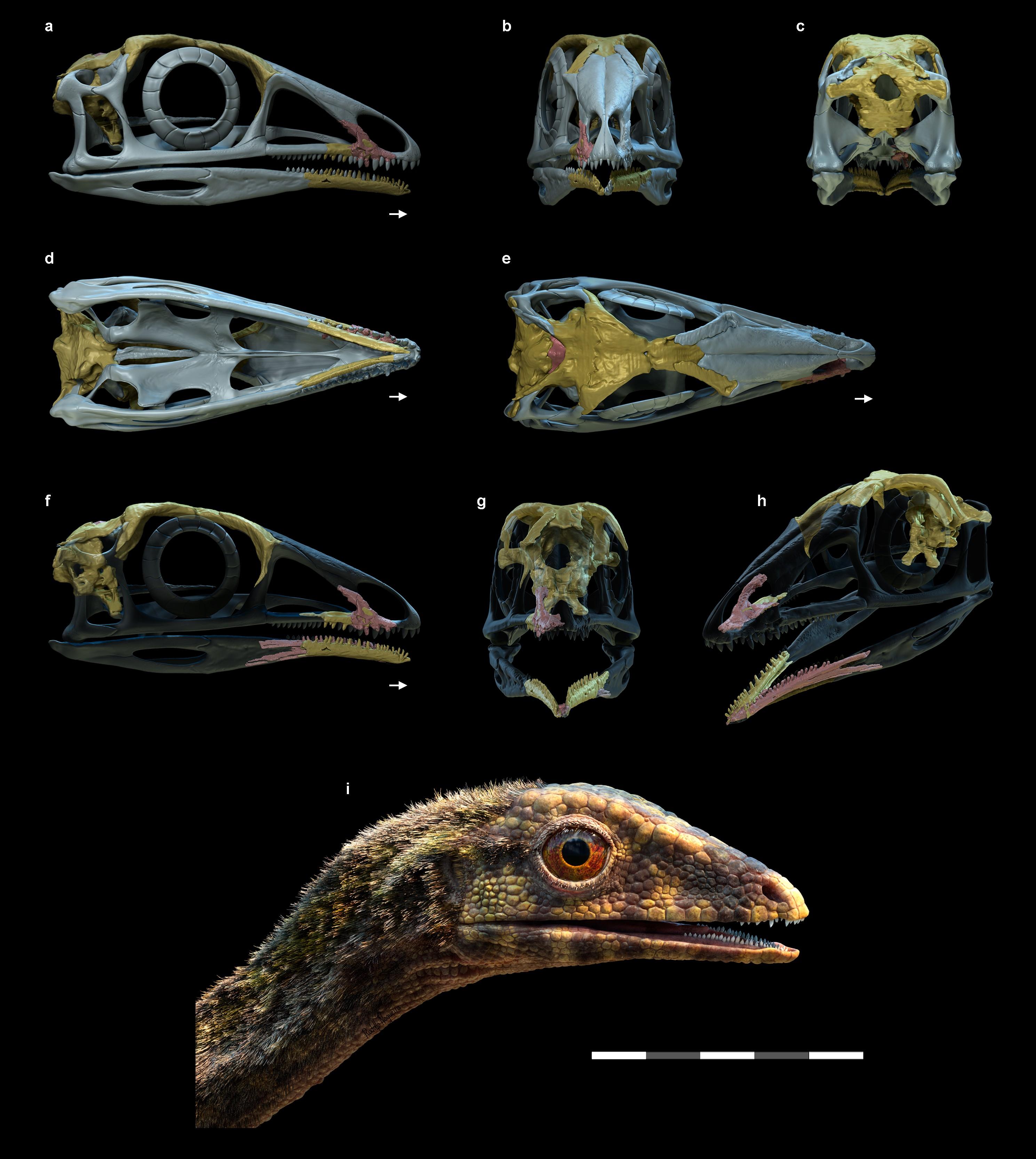 Des éléments du crâne des Lagerpetidae. [Université de Fribourg/Nature - Rodolfo Nogueira/Serjoscha Evers et al.]