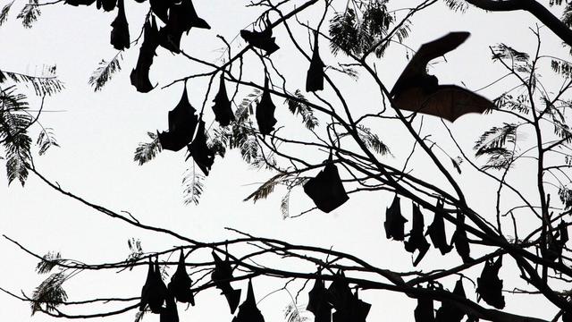 Des chauves-souris dans une forêt de Manille, aux Philippines. [reuters - John Javellana]