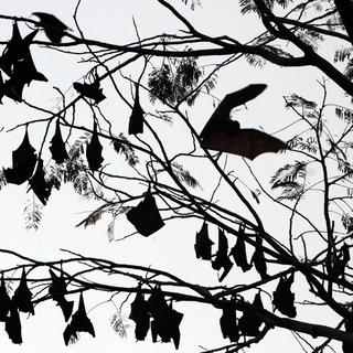 Des chauves-souris dans une forêt de Manille, aux Philippines. [reuters - John Javellana]