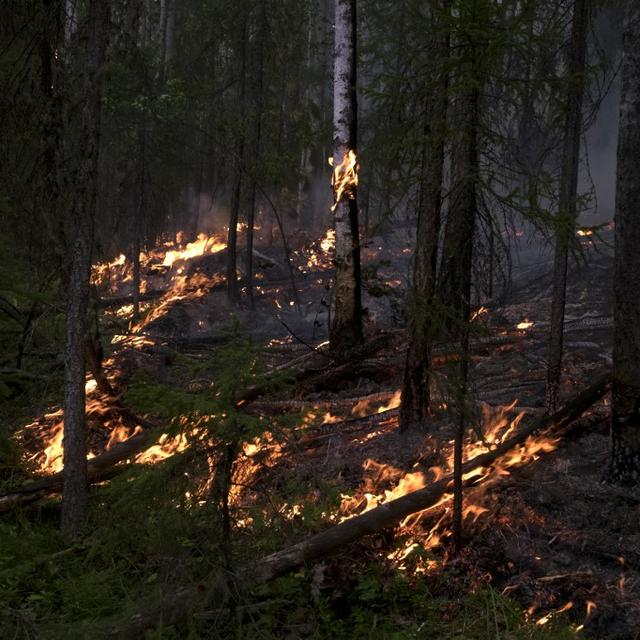 Un feu de forêt en Sibérie (image d'archive). [AFP/Sputnik - Sergey Stroitelev]