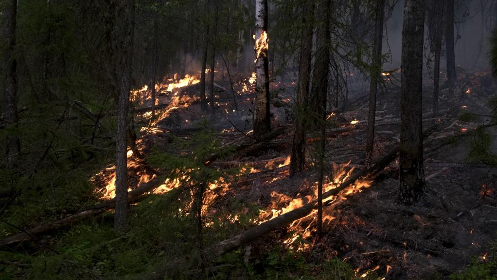 Un feu de forêt en Sibérie (image d'archive). [AFP/Sputnik - Sergey Stroitelev]