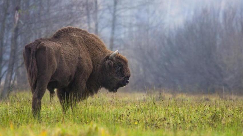Un bison européen (Bison bonasus). Il y en aurait environ 6300 actuellement en liberté en Europe. [UICN - Rafal Kowalczyk]