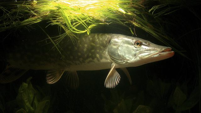 Un brochet, l'un des poissons d'eau douce marquant selon l'étude. [AFP/HorizonFeatures/Leemage - F. Brasselet]