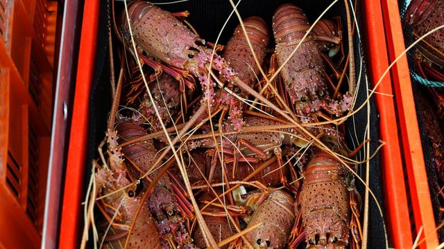 Des homards fraîchement pêchés en Australie le 10 décembre 2020. [AFO - TREVOR COLLENS]