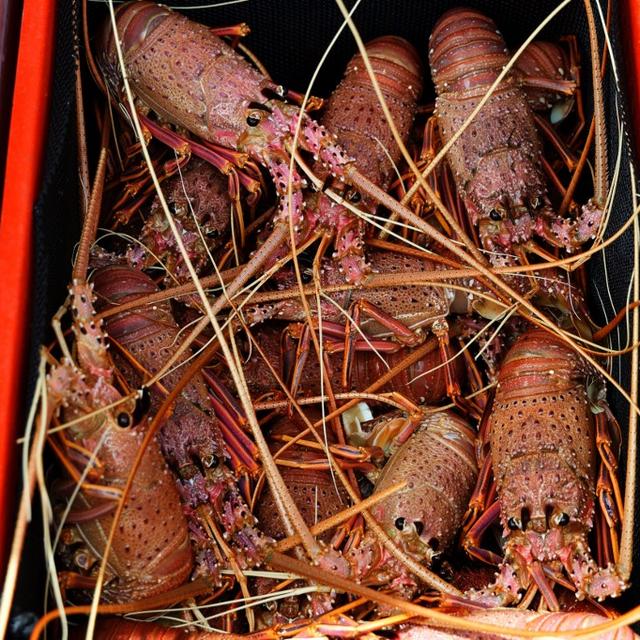 Des homards fraîchement pêchés en Australie le 10 décembre 2020. [AFO - TREVOR COLLENS]