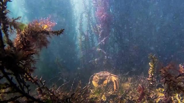 Un crabe dans les eaux de Venise. [AFP - Andrea Mangoni]