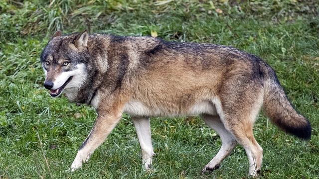 Le Conseil fédéral propose des mesures pour que le loup soit mieux protégé. [KEYSTONE - Alexandra Wey]