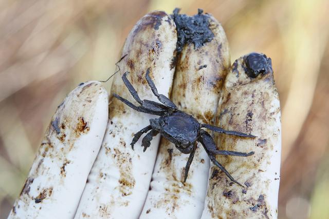 Un crabe couvert de pétrole en Lousiane, six mois après l'explosion. [Keystone - AP Photo/Patrick Semansky]