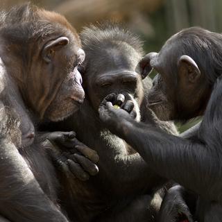 Les primates comprennent des éléments de grammaire.
curioustiger
Depositphotos [curioustiger]