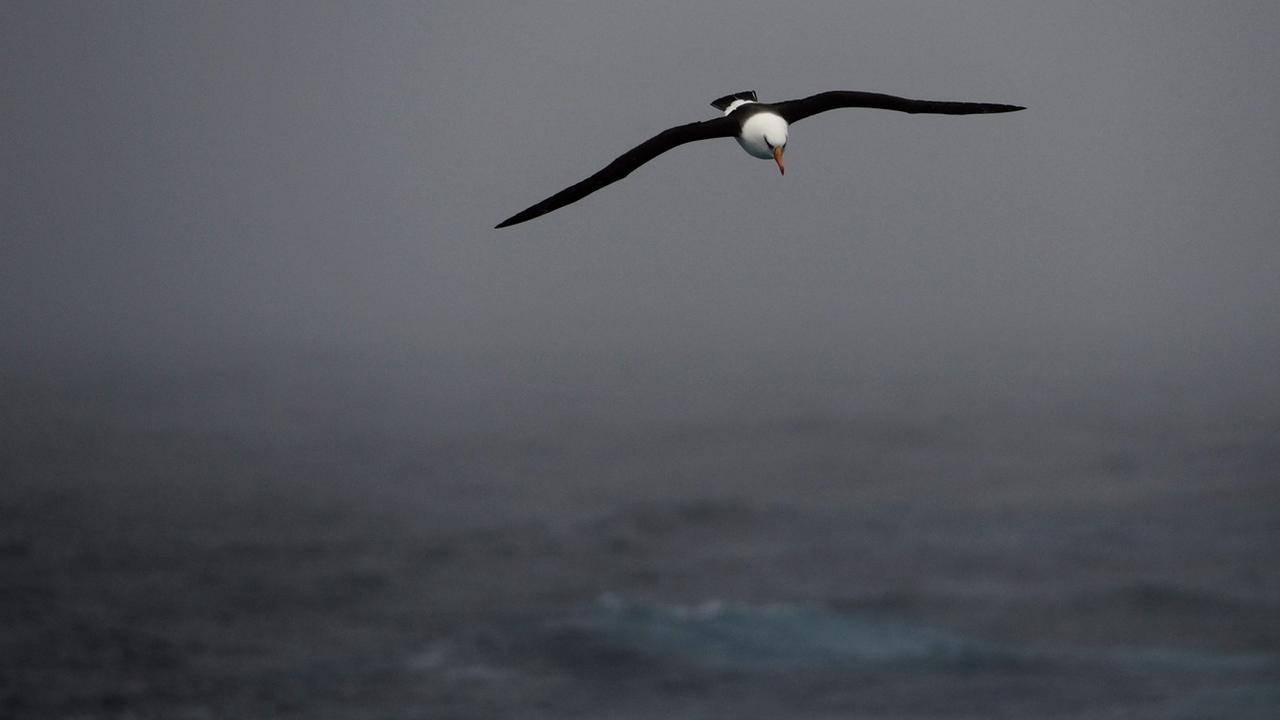 Des albatros été équipés de radars et relâchés dans les mers australes pour repérer les bateaux de pêche illégaux. [EPA/Keystone - Dean Lewins]