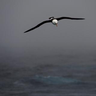 Des albatros été équipés de radars et relâchés dans les mers australes pour repérer les bateaux de pêche illégaux. [EPA/Keystone - Dean Lewins]