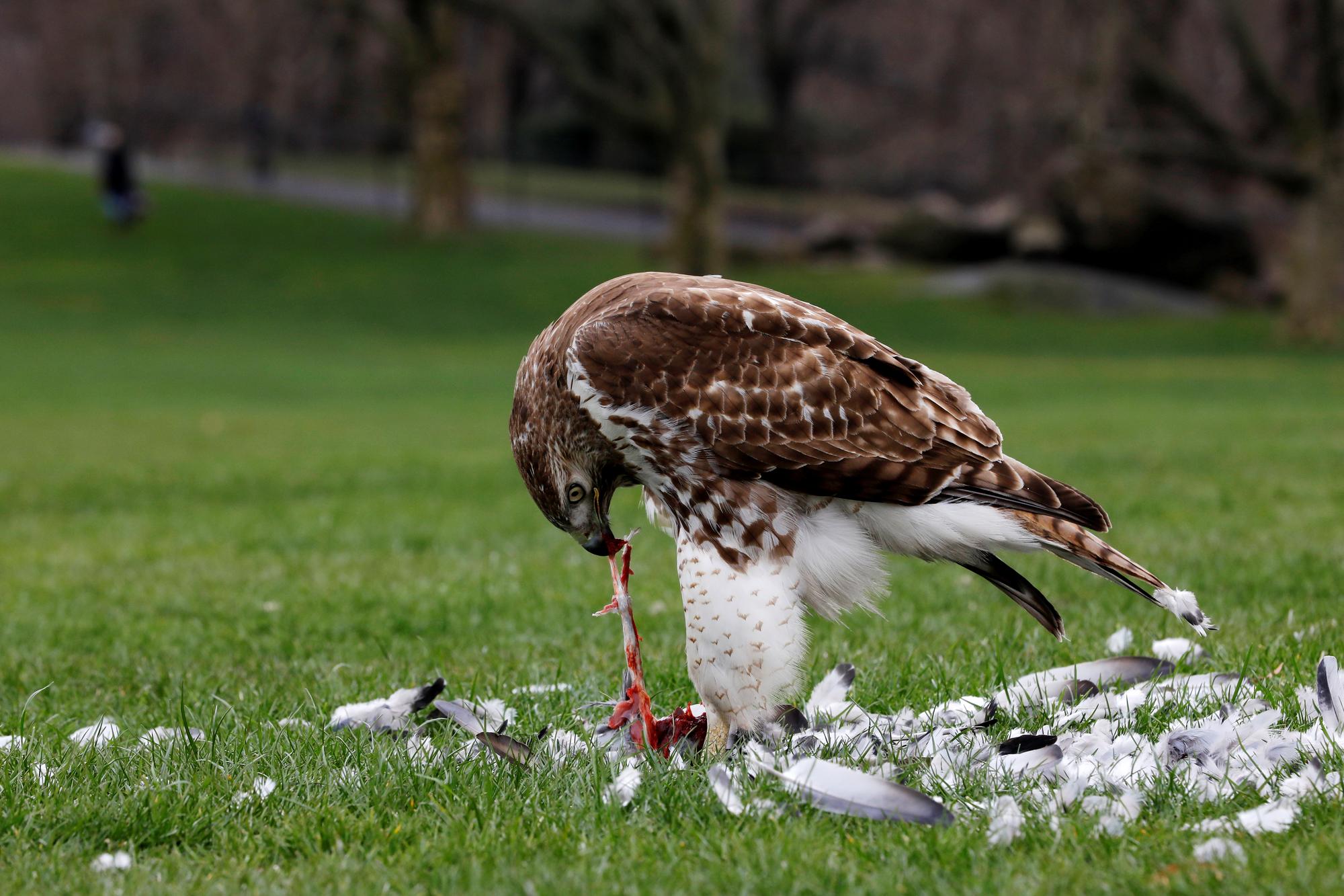 Une buse à queue rousse déguste un pigeon à New York, dans un Central Park presque désert [Reuters - Mike Segar]