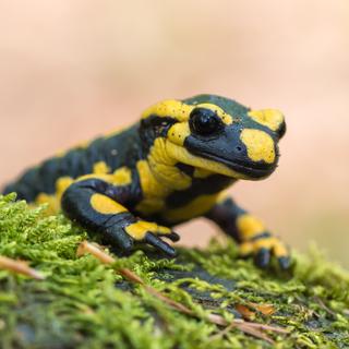Les salamandres font partie de la famille des urodèles. 
o2beat
Depositphotos [o2beat]