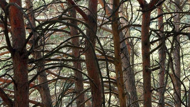 Des troncs de pins Sylvestre photographiés dans le Bois de Finges.
Andree-Noelle Pot
Keystone [Andree-Noelle Pot]