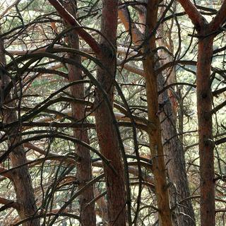 Des troncs de pins Sylvestre photographiés dans le Bois de Finges.
Andree-Noelle Pot
Keystone [Andree-Noelle Pot]